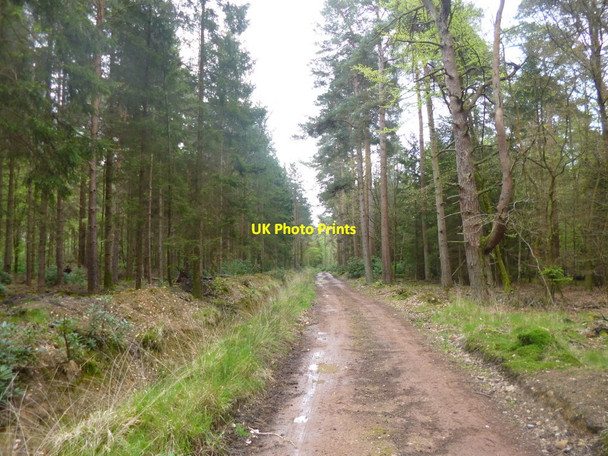 Photo 6"x4" Hamptworth, byway Bohemia\/SU2019 c2014