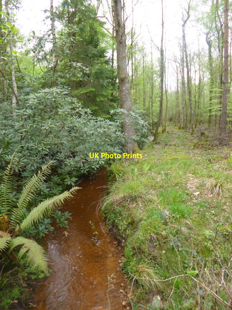 Photo 6"x4" Hamptworth, brook Bohemia\/SU2019 c2014