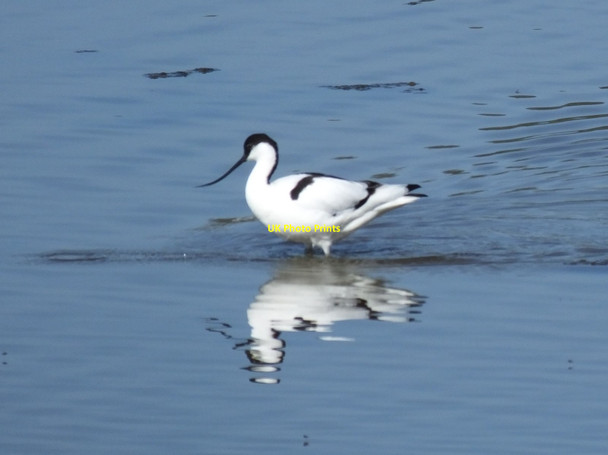 Photo 6"x4" Avocet (Recurvirostra avosetta) Crag Foot c2014