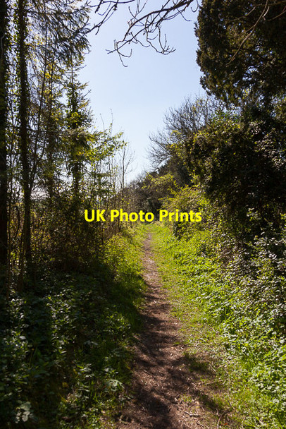 Photo 6"x4" Footpath on Green Hill Blackdown\/SU5322 c2014