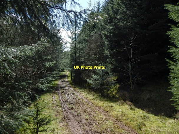 Photo 6"x4" Forestry track Arden\/NS3684 c2014 P1