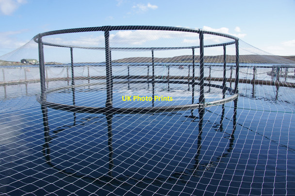 Photo 6"x4" Salmon cage in Uyea Sound Clivocast c2014