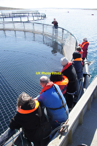 Photo 6"x4" Visiting salmon cages, Uyea Sound Clivocast c2014