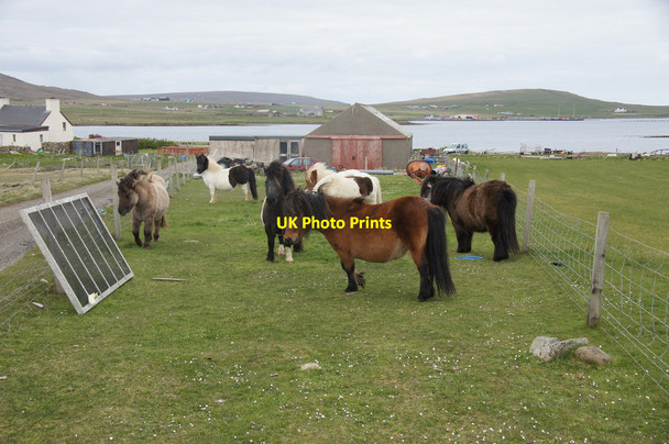 Photo 6"x4" Shetland ponies, the Booth, Baltasound Baltasound c2014