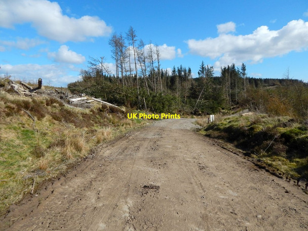 Photo 6"x4" Forestry track Arden\/NS3684 c2014