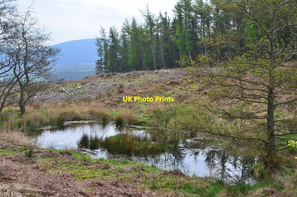 Photo 6"x4" Pond, Thornielee Forest Holylee c2014