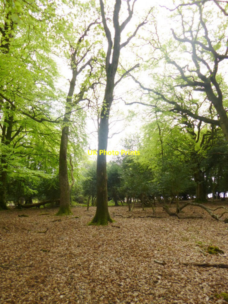 Photo 6"x4" Ocknell Inclosure Stoney Cross c2014