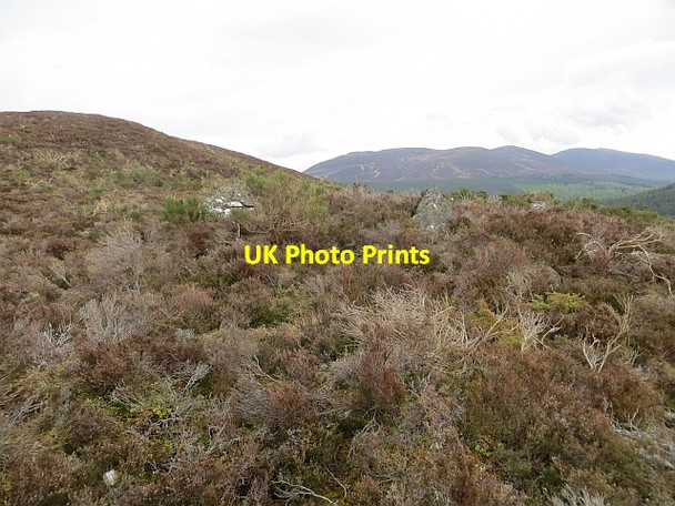 Photo 6"x4" Broom jungle, Creag Phitiulais Dalfaber c2014