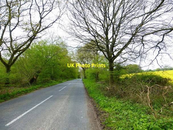Photo 6"x4" Looking west along the Avenue towards Avenue Farm Lasham c2014