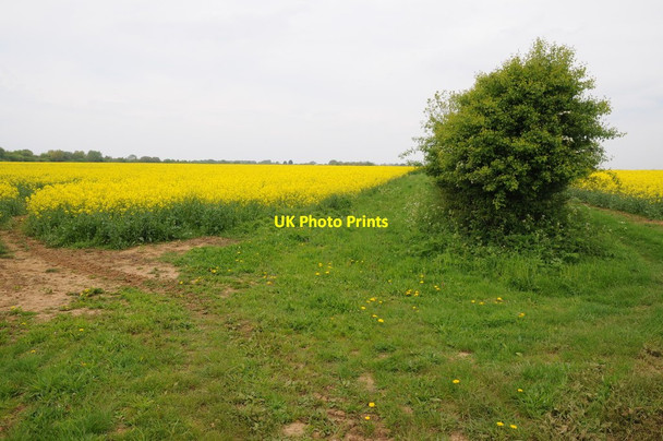 Photo 6"x4" Oil seed rape and hedgerow Driffield\/SU0799 c2014