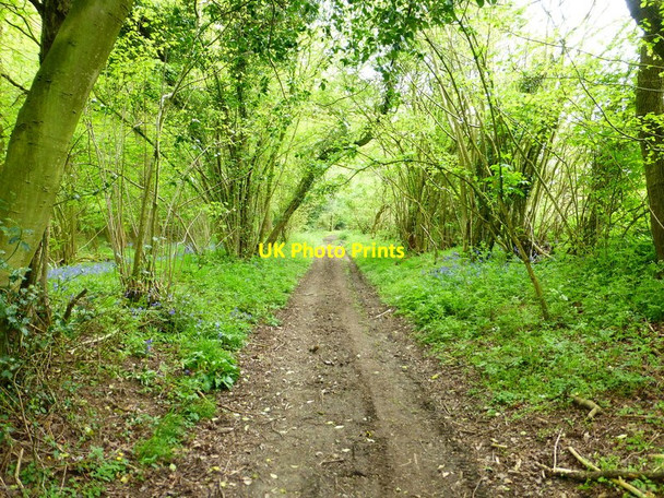 Photo 6"x4" Bridleway going south to Weston Common Weston Patrick c2014
