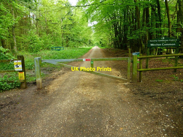 Photo 6"x4" Long straight track on Weston Common Powntley Copse c2014