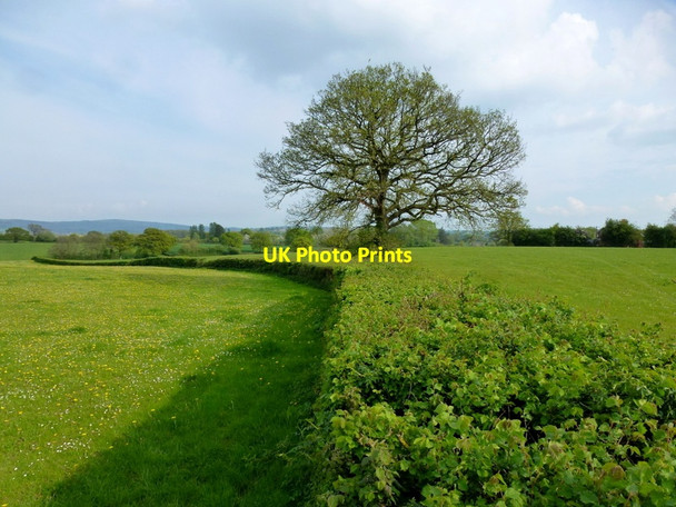 Photo 6"x4" Oak tree in a hedgerow Little Marcle c2014