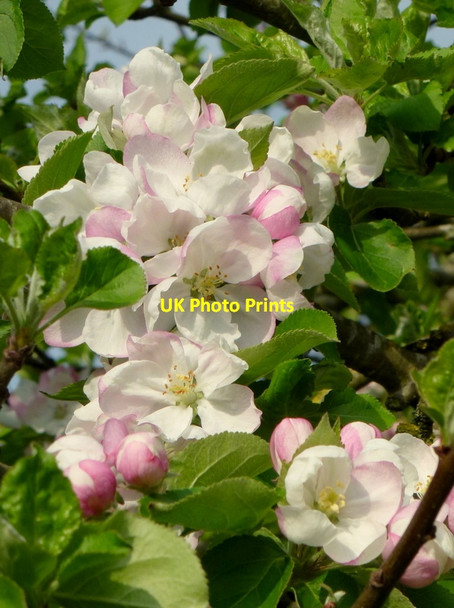 Photo 6"x4" Apple blossom Aylton c2014