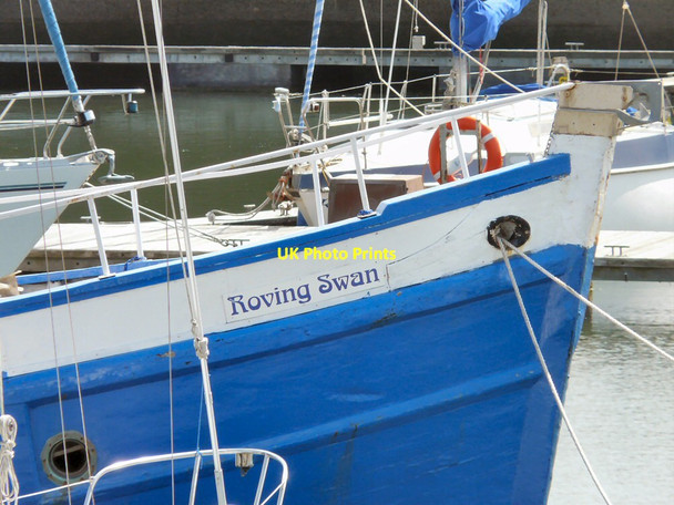 Photo 6"x4" Roving Swan at Fleetwood Fleetwood c2013