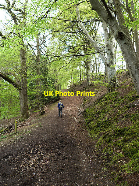 Photo 6"x4" Borders Abbeys Way at Abbotsford Galashiels c2014