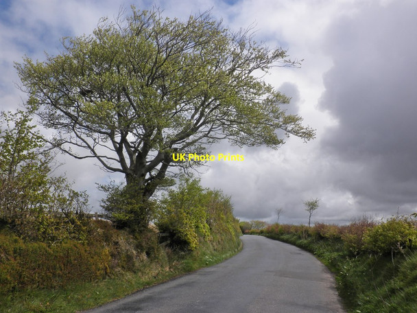 Photo 6"x4" Isolated tree on North Molton Ridge Twitchen\/SS7830 c2014