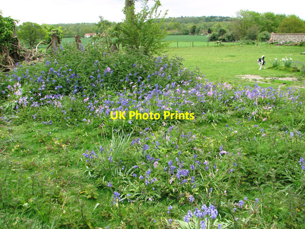 Photo 6"x4" Bluebells by St Michael's church, Swanton Abbott Swanton Hill c2014