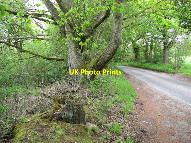 Photo 6"x4" Old trees growing by The Hill Westwick\/TG2726 c2014