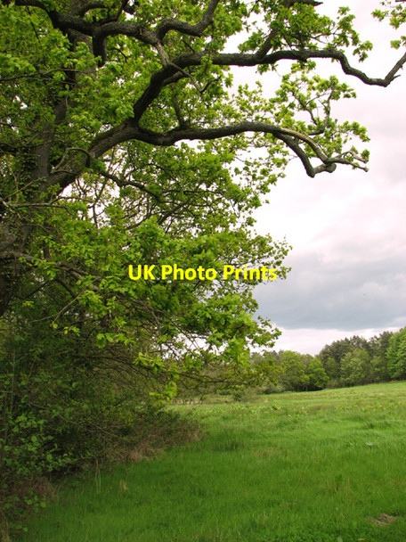 Photo 6"x4" Meadow beside The Hill Westwick\/TG2726 c2014