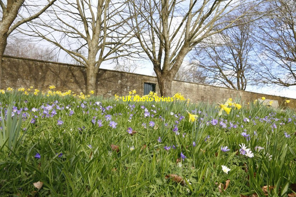 Photo 6"x4" Crocus & Daffodils Aldsworth\/SP1510 c2014
