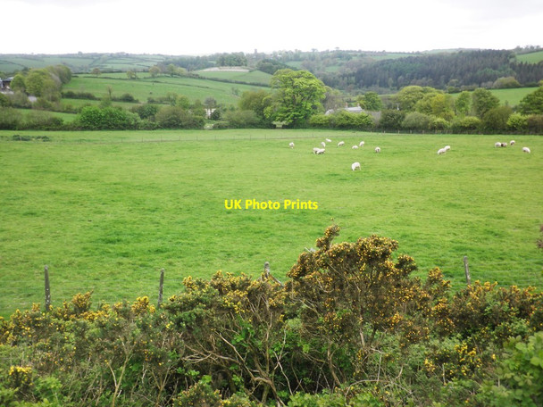 Photo 6"x4" Grazing sheep, above Brinsworthy Brinsworthy c2014