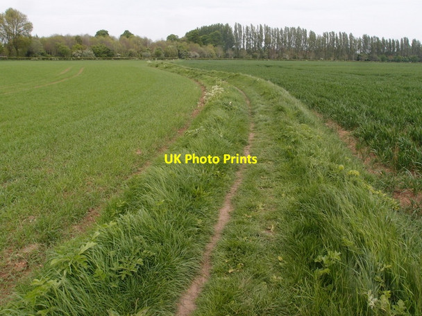 Photo 6"x4" Footpath through Normangate Field Ailsworth c2014