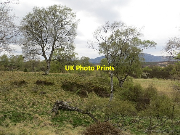 Photo 6"x4" Coille Phoineis Etteridge c2014