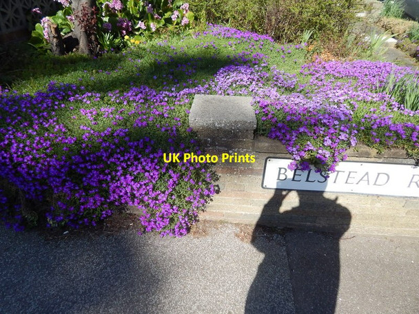 Photo 6"x4" Purple flowers on Belstead Road Ipswich c2014