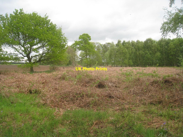 Photo 6"x4" Oldflat Wood Harswell c2014