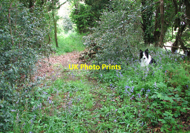 Photo 6"x4" Track skirting field Upper Stoke\/TG2502 c2014