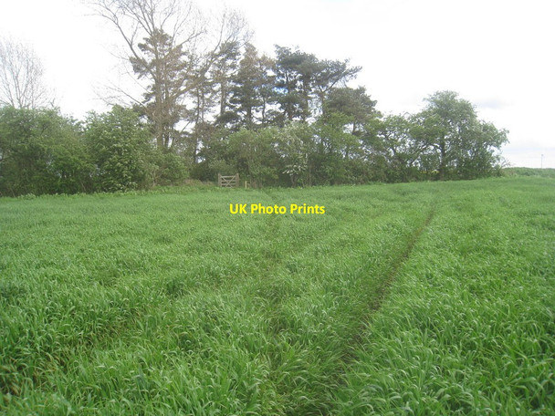 Photo 6"x4" Footpath to Everingham Seaton Ross c2014