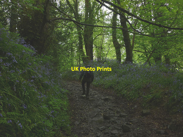 Photo 6"x4" Path through Gill Wood Brook Bottom\/SD5442 c2014