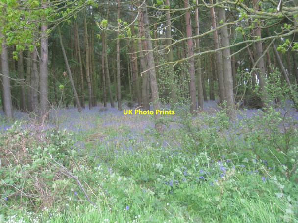 Photo 6"x4" Bluebells in Oldflat Wood Harswell c2014