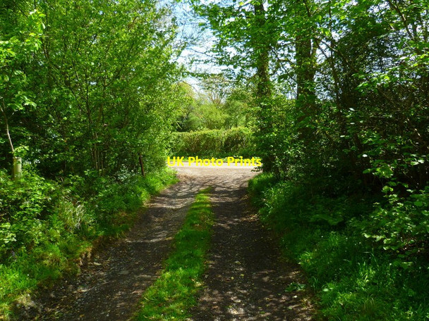 Photo 6"x4" Track leading out of New Copse Lasham c2014