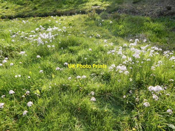 Photo 6"x4" Flowers in open ground North of the pond Ipswich c2014