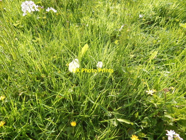 Photo 6"x4" Flower in open ground North of the pond, Christchurch Park Ipswich c2014