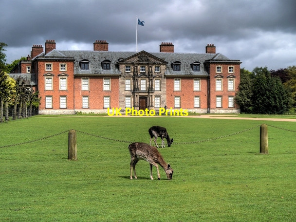 Photo 6"x4" Deer on the Lawn at Dunham Massey Hall Dunham Town c2014