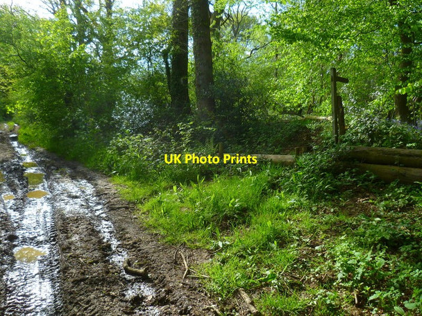 Photo 6"x4" Byway by Wadgett's Copse with footpath on the right Bentworth c2014
