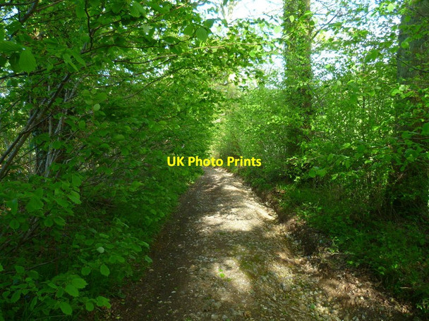 Photo 6"x4" Byway descending from Wadgett's Copse Shalden c2014