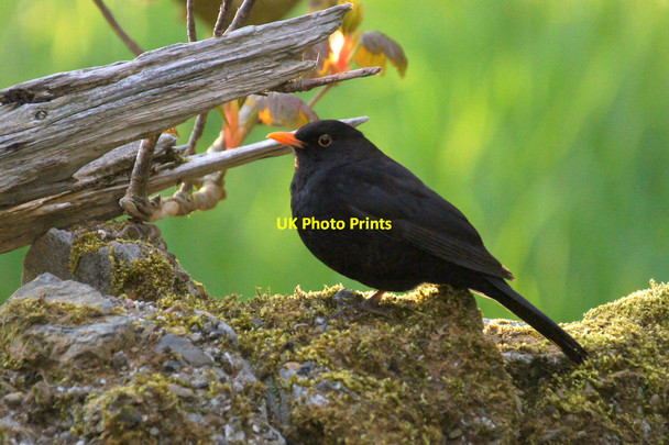 Photo 6"x4" Blackbird (Turdus merula), Baltasound Baltasound c2014