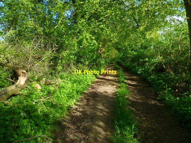 Photo 6"x4" Footpath between fields to Shalden Lasham c2014