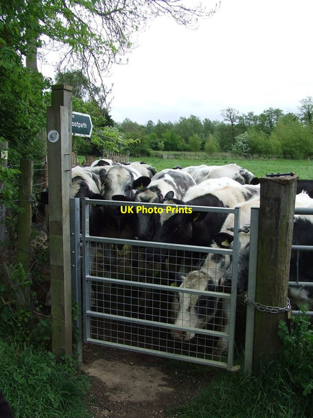 Photo 6"x4" Blocked Footpath Ufford\/TM2952 c2014