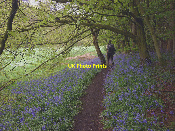 Photo 6"x4" Bluebells by the Brock Bleasdale c2014