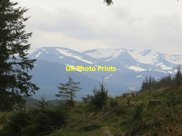 Photo 6"x4" Glen More Forest Coylumbridge c2014