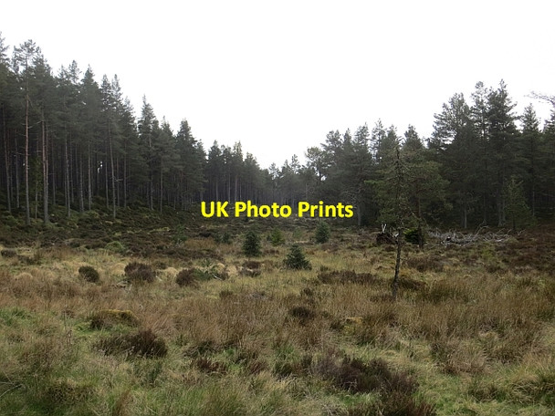 Photo 6"x4" Glen More Forest Coylumbridge c2014 P1