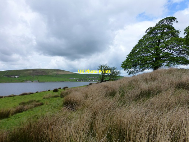 Photo 6"x4" Weather shaped trees above Clowbridge Reservoir Clow Bridge\/SD8228 c2014