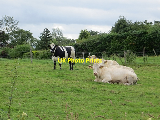 Photo 6"x4" Cattle, Carrickbrack Convoy c2013