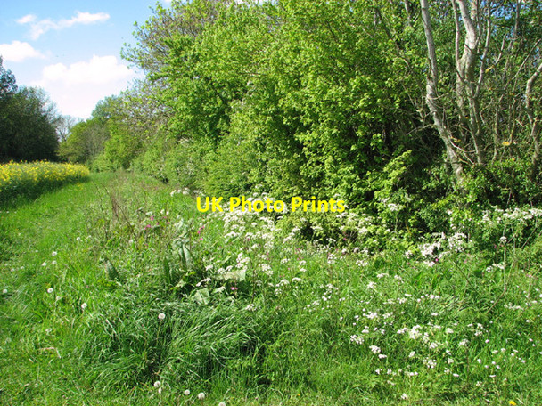 Photo 6"x4" Field margin and ditch Stibbard c2014