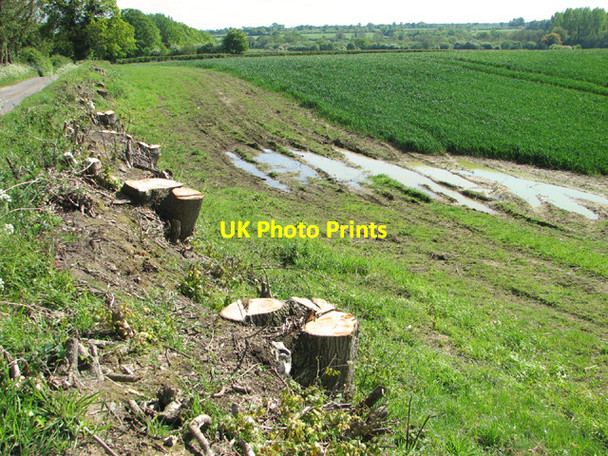 Photo 6"x4" Wheat crop beside Wood Norton Road Bexfield c2014